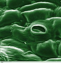 Colorized scanning electron microscope image of Lycopersicon esculentum (Tomato) lower leaf surface,: showing stomate and also some fungi attached to leaf surface. Text Louisa Howard, Dartmouth University Image courtesy of Wikipedia