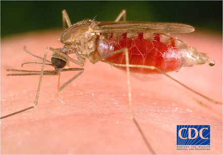 An Anopheles mosquito having a blood meal. Malaria is transmitted by different Anopheles species, depending on the region: and the environment. Photograph courtesy of the CDC