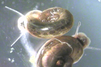 Snails, disease vectors for Schistosomiasis a disease endemic in almost 80 countries in the Americas, Africa and Asia,: with an especially high burden of infection and disease on the African continent especially in sub-Saharan countries.   This image is from the video "kill or Cure: Bilharzia produced by Rockhopper TV, courtesy of the Schistosomiasis Control Initiative (SCI) as appears in the DVDs that accompany the Book.