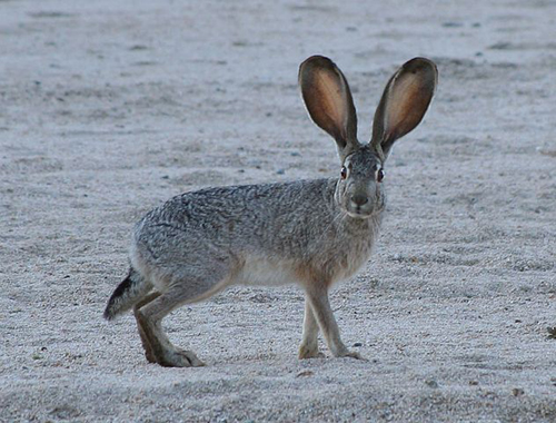 The black-tailed jackrabbit, also known as the American desert hare, is a common hare of the western United States and Mexico: where it is found at elevations from sea level up to 10,000 ft.  Photograph taken March 19, 2006 in Joshua Tree National Park.  By Jim Harper - en-wikipedia, CC BY-SA 2.5,  Text courtesy Wikipedia https://commons.wikimedia.org/w/index.php?curid=1054130