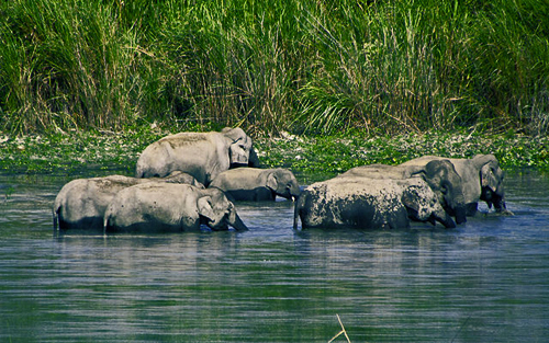 A family of elephants bathing, a behavior which reinforces social bonding: Photograph by Arnabjdeka  Courtesy of Wikipedia