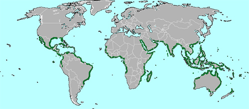 Global map of mangroves by NASA