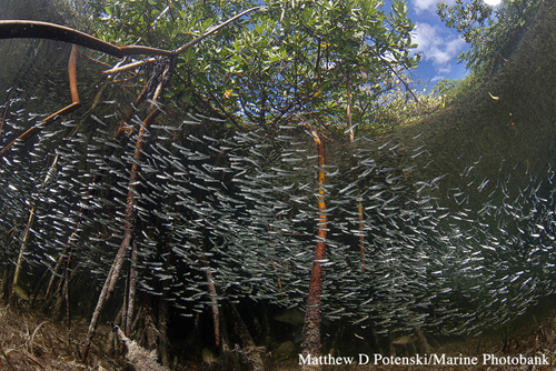 A baitfish shoal in the Bahamas, ready to retreat to the protection of the mangroves at the first sign of a predator: The photograph of a healthy coastal ecosystem. Ocean in Focus contest continues to uncover the unsavory truths facing the ocean. Photograph by Matthew Potenski Courtesy of Marine Photobank