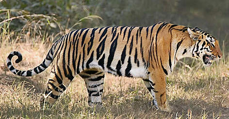 Indian tiger (Panthera tigris tigris) or Bengal tiger: The Bengal tiger is found primarily in India with smaller populations in Bangladesh, Nepal, Bhutan, China and Burma. It is the most numerous of all tiger sub-species with around 1,850 left in the wild. The creation of tiger reserves in the 1970s helped to stabilise numbers but poaching in recent years inside the reserves has once again put the Bengal tiger at risk. Photograph © WWF-Canon / Roger HOOPER